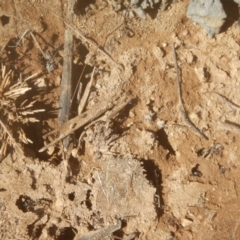 Aprasia parapulchella at Stromlo, ACT - suppressed