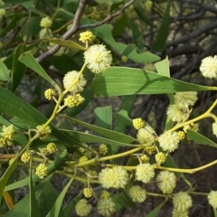 Acacia melanoxylon (Blackwood) at Farrer, ACT - 9 Sep 2017 by Mike