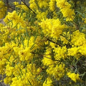 Acacia boormanii at Farrer, ACT - 9 Sep 2017 04:00 PM