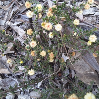 Acacia gunnii (Ploughshare Wattle) at Farrer, ACT - 9 Sep 2017 by Mike