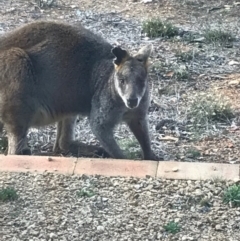 Wallabia bicolor (Swamp Wallaby) at Bungendore, NSW - 9 Sep 2017 by yellowboxwoodland