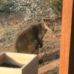 Wallabia bicolor at Bungendore, NSW - 9 Sep 2017