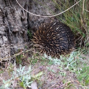 Tachyglossus aculeatus at Canberra Central, ACT - 9 Sep 2017 04:09 PM