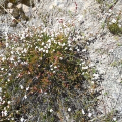 Leucopogon virgatus at Kambah, ACT - 8 Sep 2017