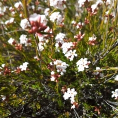 Leucopogon virgatus at Kambah, ACT - 8 Sep 2017