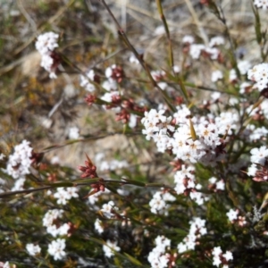 Leucopogon virgatus at Kambah, ACT - 8 Sep 2017