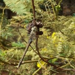 Anax papuensis (Australian Emperor) at Isaacs Ridge and Nearby - 9 Sep 2017 by Mike