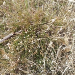 Leucopogon virgatus (Common Beard-heath) at Little Taylor Grasslands - 9 Sep 2017 by RosemaryRoth