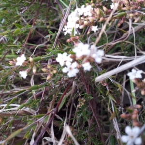 Leucopogon virgatus at Kambah, ACT - 9 Sep 2017