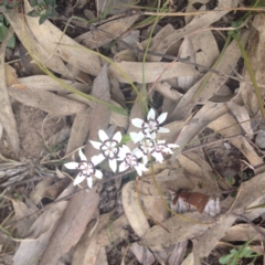 Wurmbea dioica subsp. dioica (Early Nancy) at Currawang, NSW - 9 Sep 2017 by GeoffRobertson