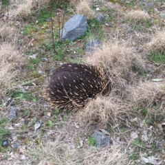 Tachyglossus aculeatus (Short-beaked Echidna) at Belconnen, ACT - 9 Sep 2017 by AdamfromOz