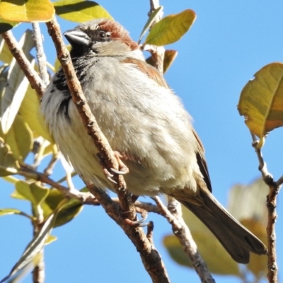 Passer domesticus (House Sparrow) at Greenway, ACT - 7 Sep 2017 by JohnBundock