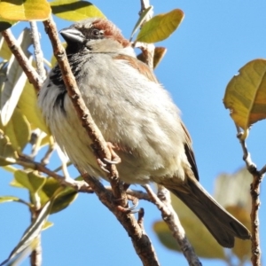 Passer domesticus at Greenway, ACT - 7 Sep 2017