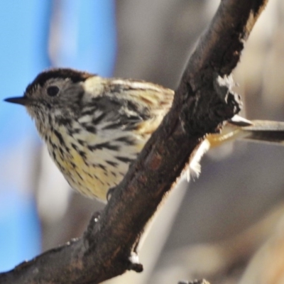 Pyrrholaemus sagittatus (Speckled Warbler) at Fraser, ACT - 9 Sep 2017 by JohnBundock