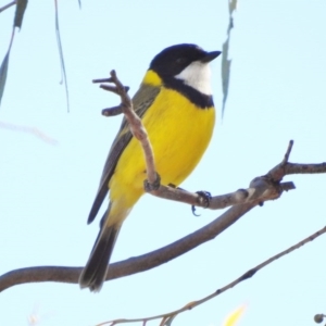 Pachycephala pectoralis at Fraser, ACT - 9 Sep 2017 10:02 AM