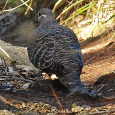 Phaps chalcoptera (Common Bronzewing) at Mount Rogers - 9 Sep 2017 by JohnBundock