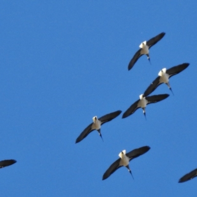 Threskiornis spinicollis (Straw-necked Ibis) at Mount Rogers - 9 Sep 2017 by JohnBundock