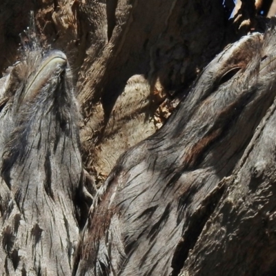 Podargus strigoides (Tawny Frogmouth) at Mulligans Flat - 9 Sep 2017 by JohnBundock