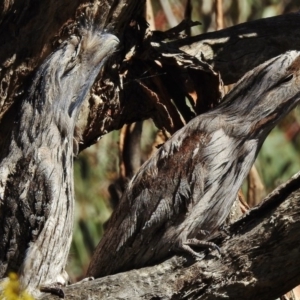 Podargus strigoides at Gungahlin, ACT - 9 Sep 2017