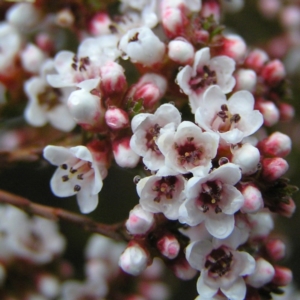 Micromyrtus ciliata at Tennent, ACT - 8 Sep 2017