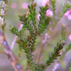 Micromyrtus ciliata at Tennent, ACT - 8 Sep 2017 08:46 AM