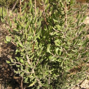 Persoonia rigida at Tennent, ACT - 8 Sep 2017 09:12 AM