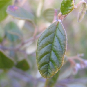 Pomaderris sp. at Tennent, ACT - 8 Sep 2017