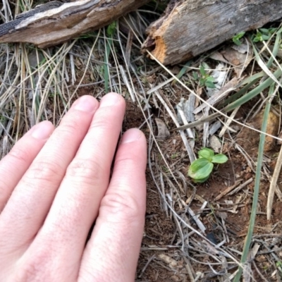 Centaurium sp. (Centaury) at Mount Majura - 9 Sep 2017 by WalterEgo