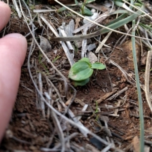 Centaurium sp. at Canberra Central, ACT - 9 Sep 2017 03:18 PM