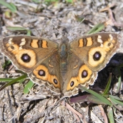 Junonia villida (Meadow Argus) at Kambah, ACT - 9 Sep 2017 by MatthewFrawley