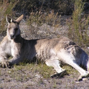 Macropus giganteus at Kambah, ACT - 9 Sep 2017