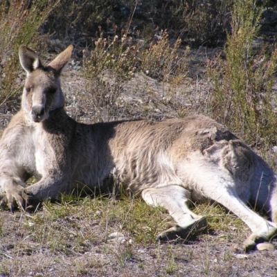 Macropus giganteus (Eastern Grey Kangaroo) at Kambah, ACT - 9 Sep 2017 by MatthewFrawley