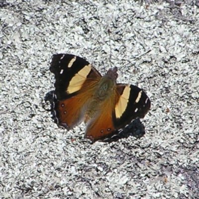 Vanessa itea (Yellow Admiral) at Mount Taylor - 9 Sep 2017 by MatthewFrawley