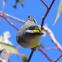 Pardalotus striatus (Striated Pardalote) at Kambah, ACT - 9 Sep 2017 by MatthewFrawley