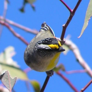 Pardalotus striatus at Kambah, ACT - 9 Sep 2017