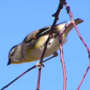 Pardalotus striatus at Kambah, ACT - 9 Sep 2017 10:38 AM