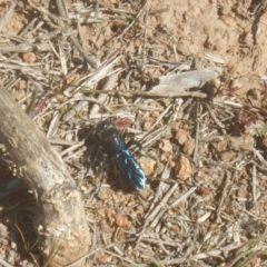 Austroscolia soror (Blue Flower Wasp) at Stromlo, ACT - 9 Sep 2017 by MichaelMulvaney