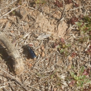 Austroscolia soror at Stromlo, ACT - 9 Sep 2017