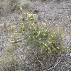 Acacia ulicifolia (Prickly Moses) at Mount Majura - 10 Sep 2017 by WalterEgo