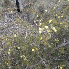 Acacia ulicifolia at Canberra Central, ACT - 10 Sep 2017