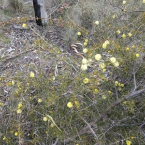 Acacia ulicifolia at Canberra Central, ACT - 10 Sep 2017