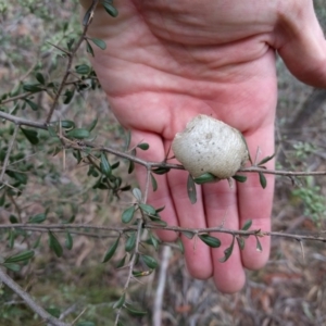 Mantidae - egg case (family) at Canberra Central, ACT - 9 Sep 2017