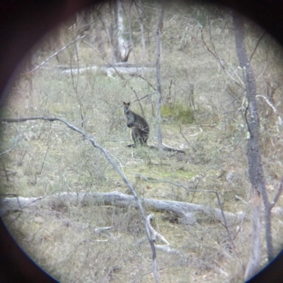 Wallabia bicolor (Swamp Wallaby) at Mount Majura - 9 Sep 2017 by WalterEgo