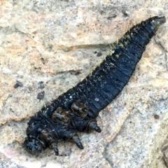 Perga sp. (genus) (Sawfly or Spitfire) at Black Mountain - 31 Aug 2017 by AdamSpence