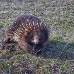 Tachyglossus aculeatus (Short-beaked Echidna) at Mulligans Flat - 9 Sep 2017 by AdamSpence