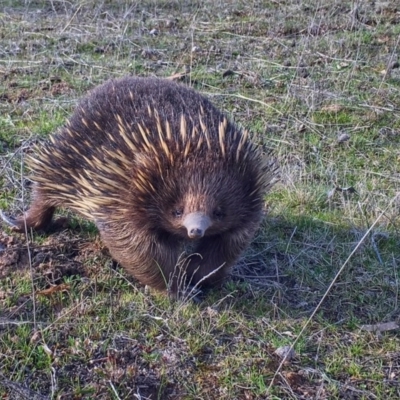 Tachyglossus aculeatus (Short-beaked Echidna) at Mulligans Flat - 9 Sep 2017 by AdamSpence