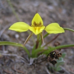 Diuris chryseopsis (Golden Moth) at Kambah, ACT - 9 Sep 2017 by MatthewFrawley