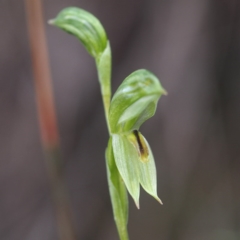 Bunochilus umbrinus (ACT) = Pterostylis umbrina (NSW) (Broad-sepaled Leafy Greenhood) at Point 5821 by David