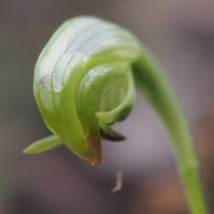 Pterostylis nutans (Nodding Greenhood) at Black Mountain - 6 Sep 2017 by David