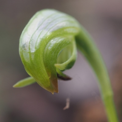 Pterostylis nutans (Nodding Greenhood) at Acton, ACT - 6 Sep 2017 by David